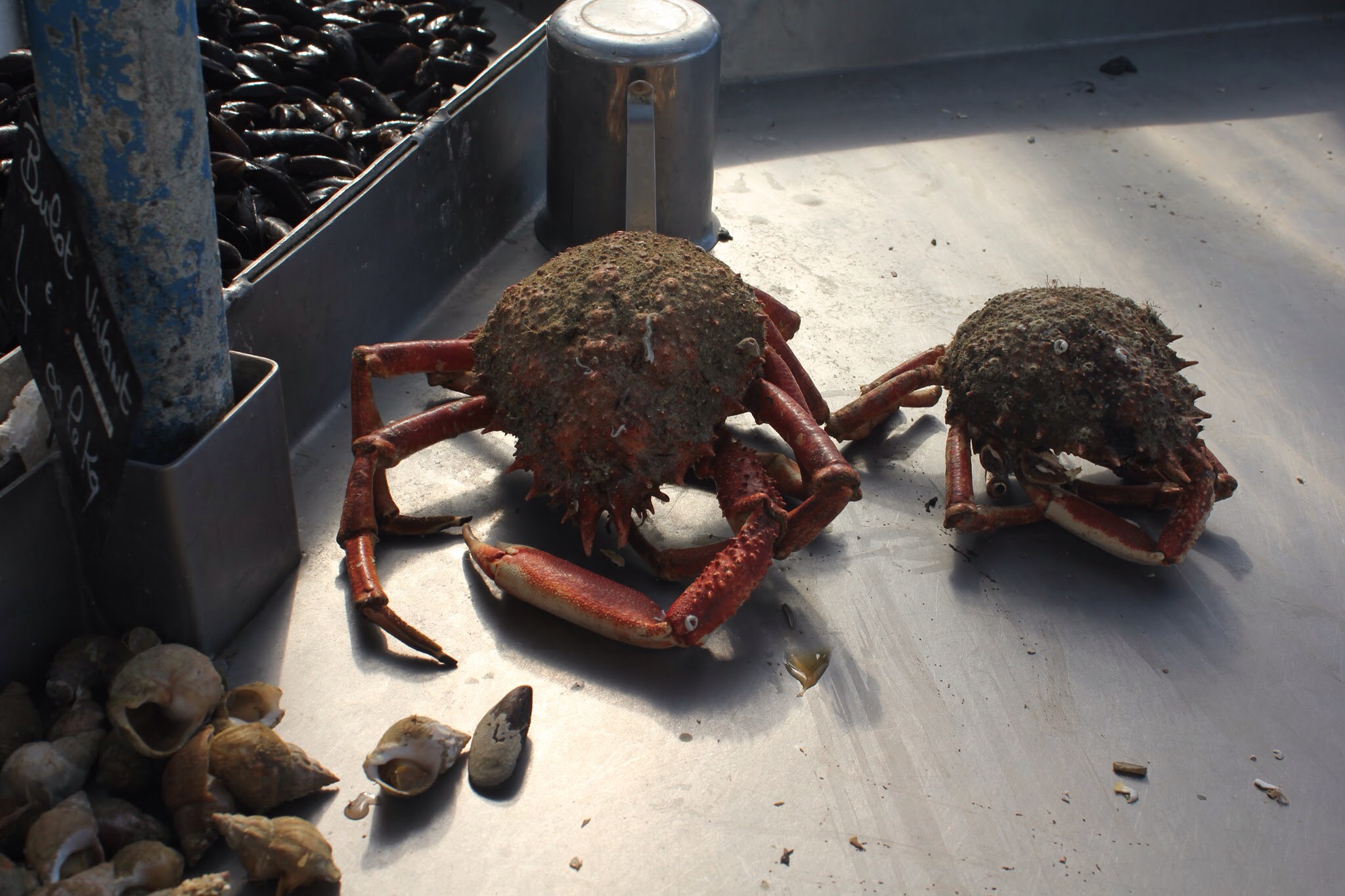 Crabs at courseulles sur mer fish market